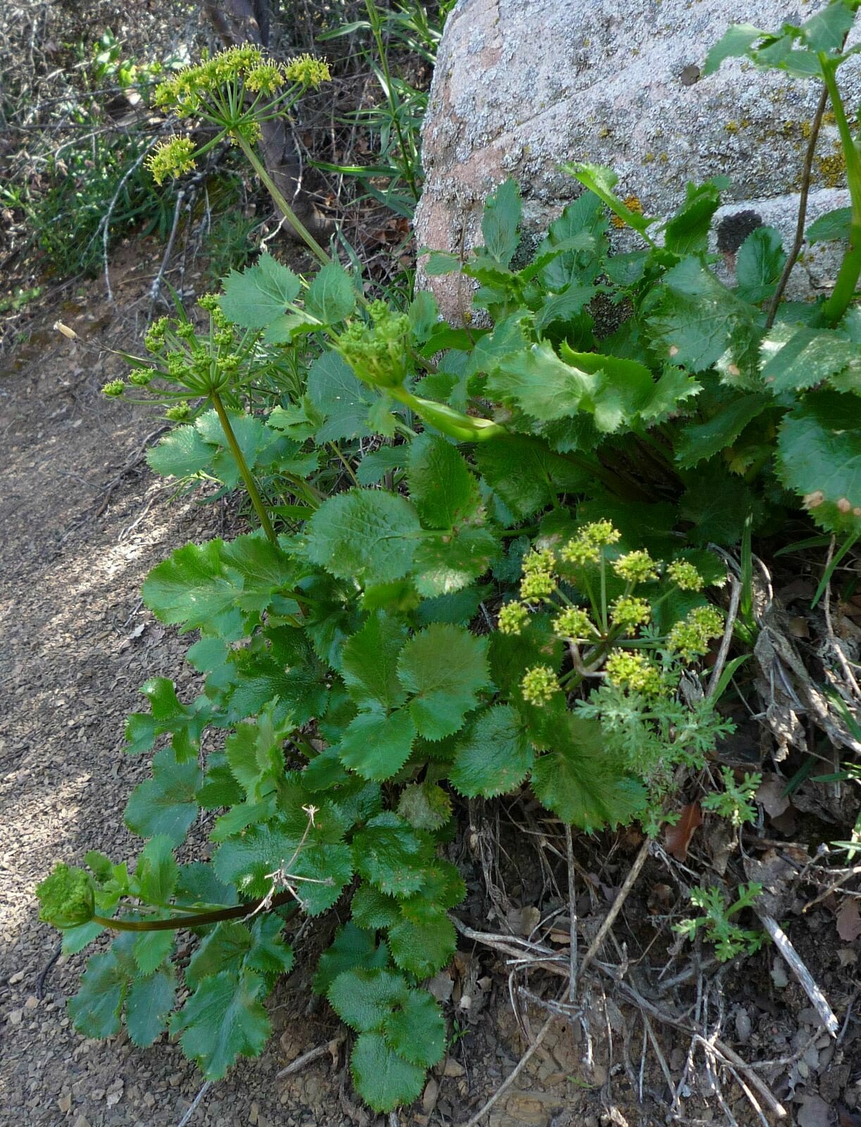 High Resolution Tauschia arguta Flower